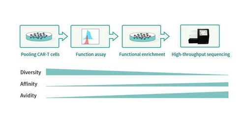 专注细胞治疗，驯鹿生物引领国产CAR-T创新之路